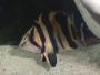 Siamese Tiger Microlepsis - last post by MONSTAF1SH
