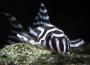 Pseudoacanthicus Angelicus Pleco (l-282) - last post by Johny