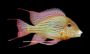 Trichopsis Pumila - Sparkling Gourami - last post by Ronny