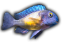 A Few Fish In Stock At Aquotix - last post by Bowdy