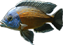 Black Diamond Loepoldi Stingray Fish. - last post by Cawdor