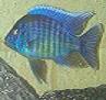 Malawi Cichlid - Male And Female Both Colorful - last post by silverscreen