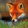 Thanks Rob's And Karlos - last post by Fox