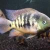 Clown Loaches - last post by FrontyKwal