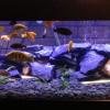 Clarification Of Aquascape Tank Journal Competition. - last post by Androo