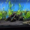 New Cichlids In! - last post by Rodders02