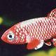 Archer fish in a pond? - last post by shaggy