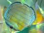 Some Fish Of Interest - last post by Happyfish