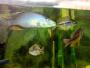 My Fishies Are Alive! =d - last post by klass