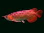 Tropheus Nuts Look Here! - last post by Sazabi