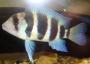 My Fish Shed , - last post by smellsfishy