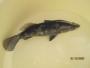 Ryan's Aquaponic System - last post by Ivan Sng