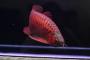 New Fish In Store - last post by zach16