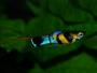 Eoi Wild Caught Apisto Order - last post by maxy