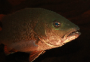 Saratogas Jardini And Mangrove Jack In Stock - last post by Mattymak