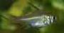 Rhadinocentrus ornatus - last post by Graeme
