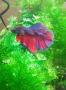 I Have A Pistol Shrimp - last post by Naraic