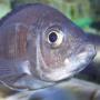 Fish Suggestions "summer Tubbing" - last post by Departure