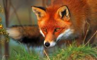 Fox's Photo