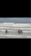 Dophin Uv Filter :) - last post by zacy boy
