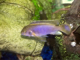 Tank Refills - last post by Chopstick_mike