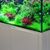 An Introduction To Successful Planted Aquariums - Free Event @ Aquarium Gallery Perth - last post by Aquarium Gallery