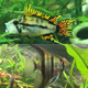 Perth Cichlid Society Polo Shirts - Get Yours. - last post by Ashram