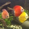 Limestone For Aquarium With Fern Plants Attached - last post by Mack