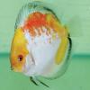 Discus - last post by Angelo