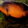 Wtb Polystigma - last post by oscarwild