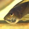 Video - Decapsulating Brine Shrimp - last post by humbug