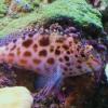 Murray Cod - last post by gauz