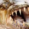 Fish It Up Fridays Super Ag... - last post by Michael the fish fanatic