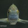 August Meeting - Agm & Pcs Auction - last post by brenno71