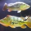 How I Bred My Peacock Bass - last post by MattyB