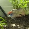 New Member - last post by chocky