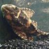 Sunken Belly - last post by aajvcad