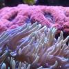 Tank Journal 280L - last post by Dazzab