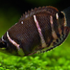 Looking For Butterkoferi - last post by Bugzey