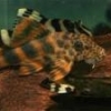 Wanting To Buy L397 Females - last post by Flyonpsi