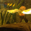 Marine Tank Build - last post by Ausfishes