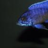 Wtb Fish Online - last post by LexAgate