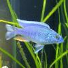 I Think My Fish Just Knocked Its Self Out - last post by Tonster76