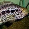 Jaguar Shaking Head At Other Fish - last post by coltpeacemaker
