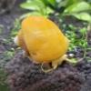 Wtb: Murray Cod - last post by BlackHomunculus