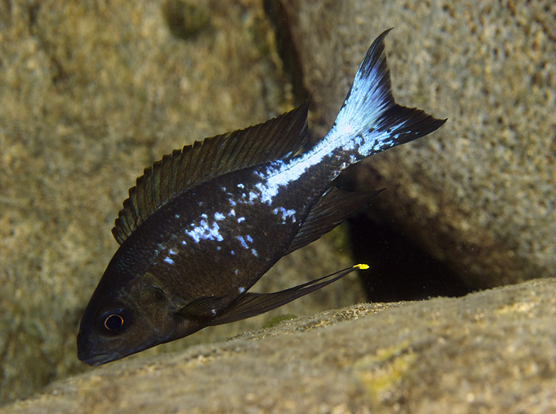 Oph-boops-nkondwe-Ad.jpg