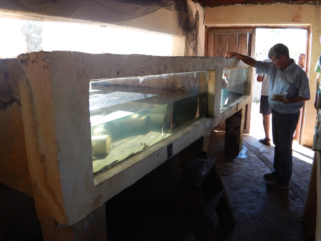 Pierre-feeding-fish-at-farm-Mattia.jpg