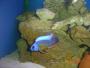 What Equipment Would Be Best Suited For A 3ft Reef Aquarium? - last post by tywonreef