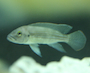 Will Cory's Eat My Pep/albino Lf/whiptails Eggs/fry? - last post by Hypanheaven