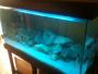 Fs 4x1x1 Tank And Cabinet - last post by *Michael*